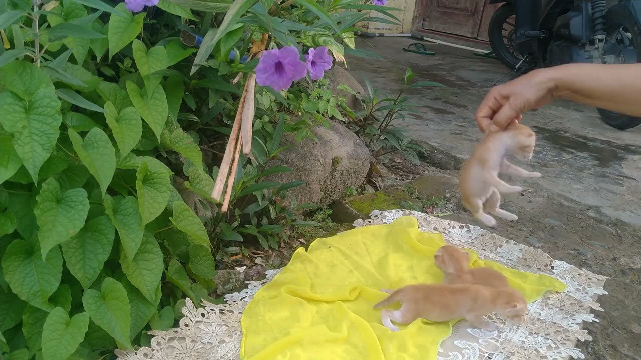 Cozy morning vibes with these three 😻😸 #cat #cute #funny #fyp 