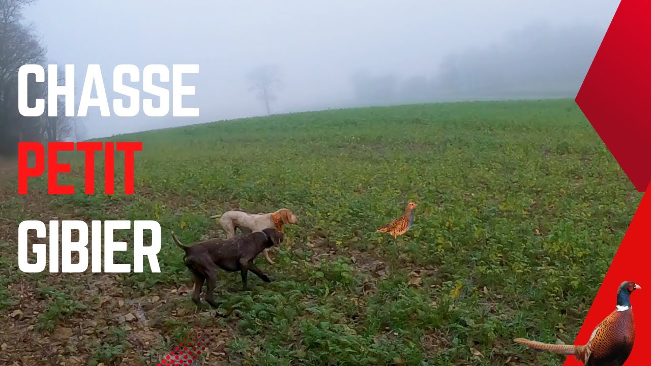 CHASSE DU PETIT GIBIER !! (triplé de perdrix)