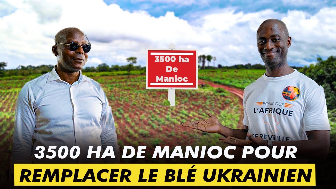 Il plante 3500Ha de Manioc pour lutter contre le blé Russe