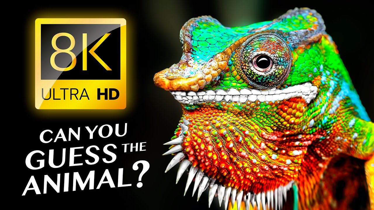 УГАДАЙ ЖИВОТНЫХ 🐘🐊🦉🐍 8K ULTRA HD