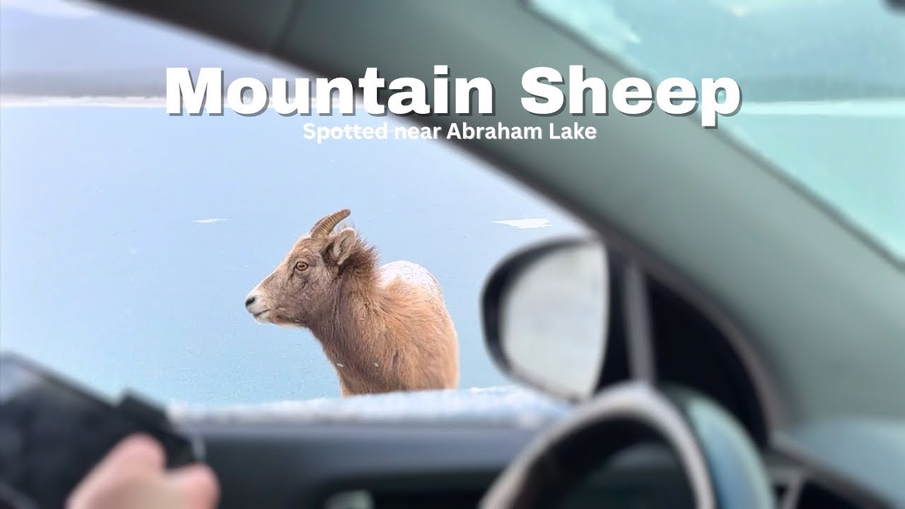 Came across a heard of mountain sheep near Abraham Lake in Clearwater County, Alberta! 🏔️