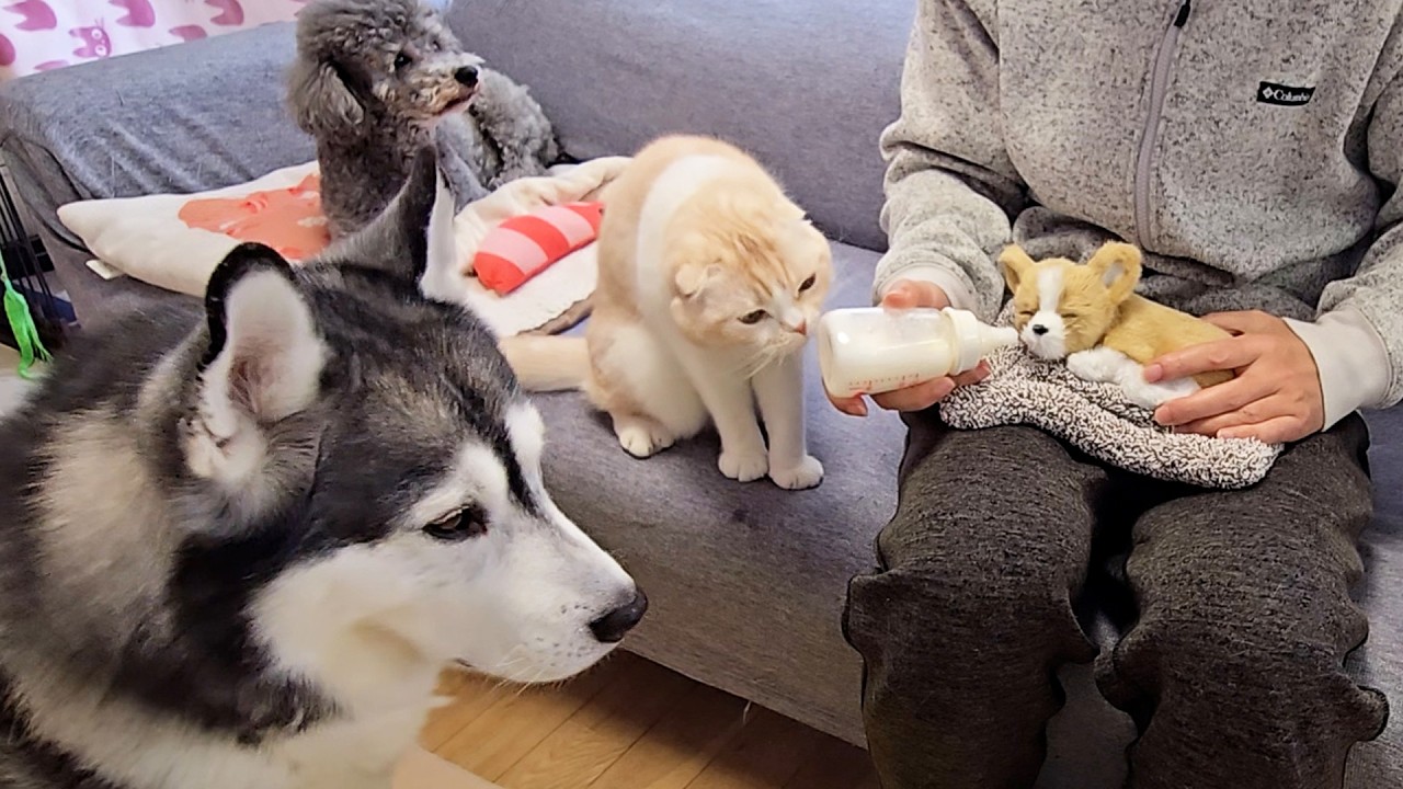 売れ残った子犬にミルクをあげると猫と犬が大変なことに...