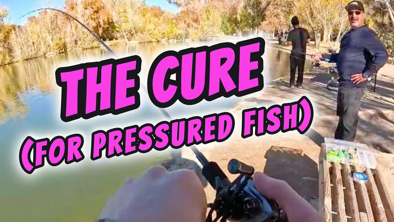 INSTANT BITES When Trout are Heavily Pressured - BFS Dropshot Demo