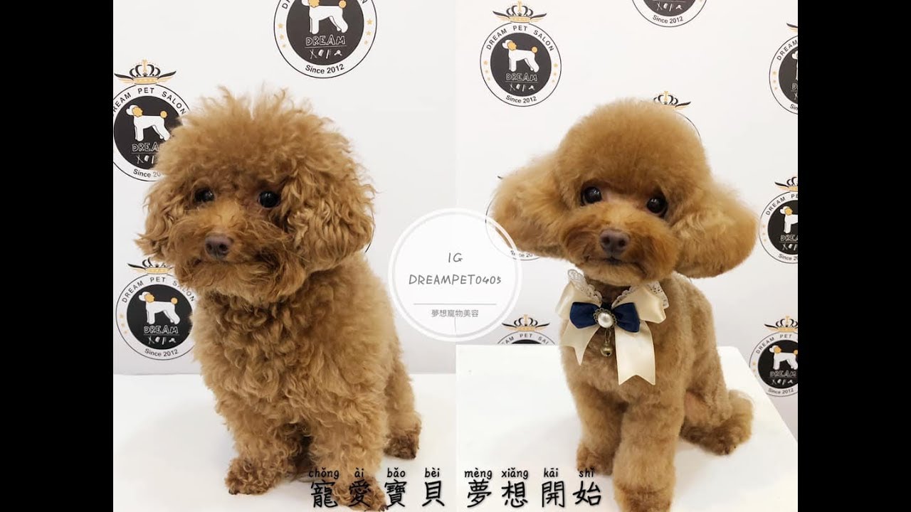夢想寵物美容 75 貴賓狗巧妙使用魚骨剪 dog  poodle  grooming