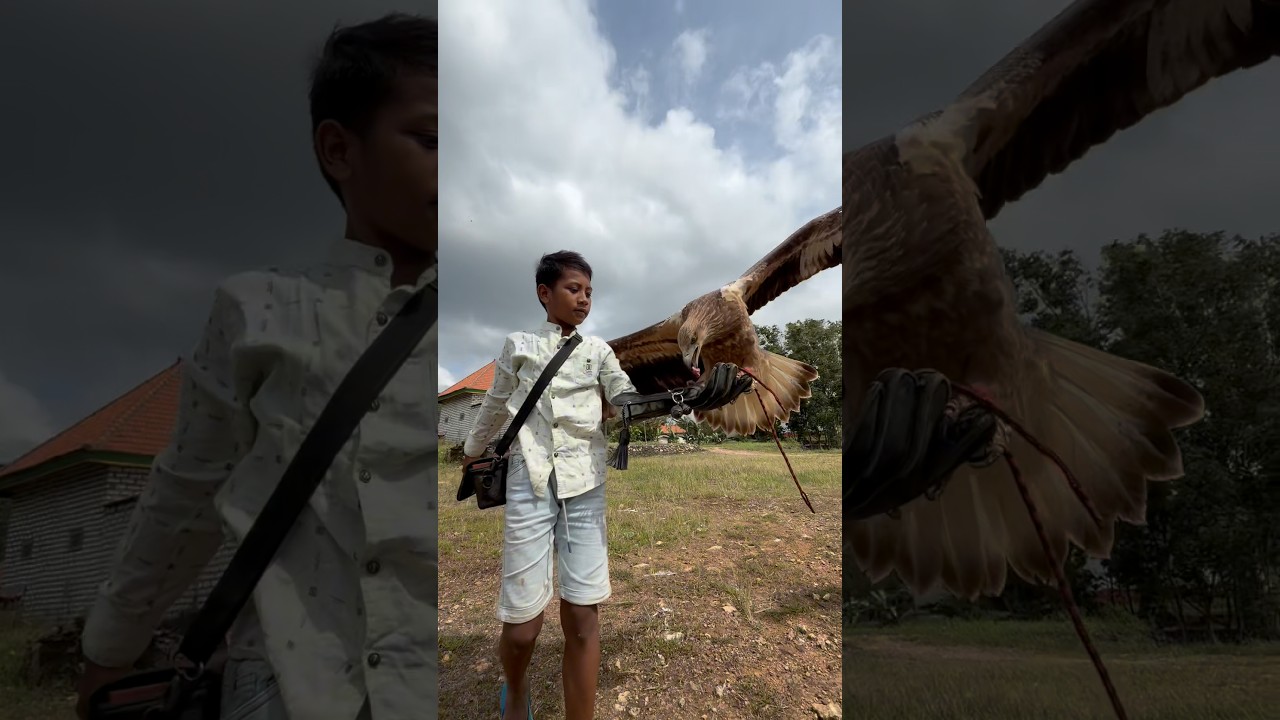 the boy rolled around while calling his big eagle #animals #explore #nature