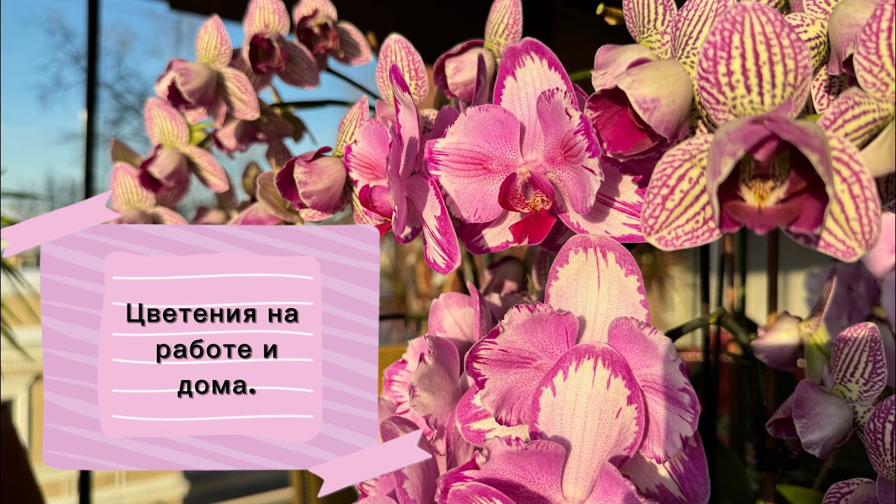 Орхидеи бабочки цветение январь 26г.