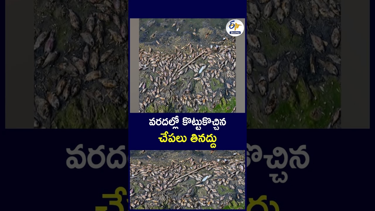 వరదల్లో కొట్టుకొచ్చిన  చేపలు తినద్దు #Bihar #NepalFloods #FloodAlert #FishAlert #FishSafety