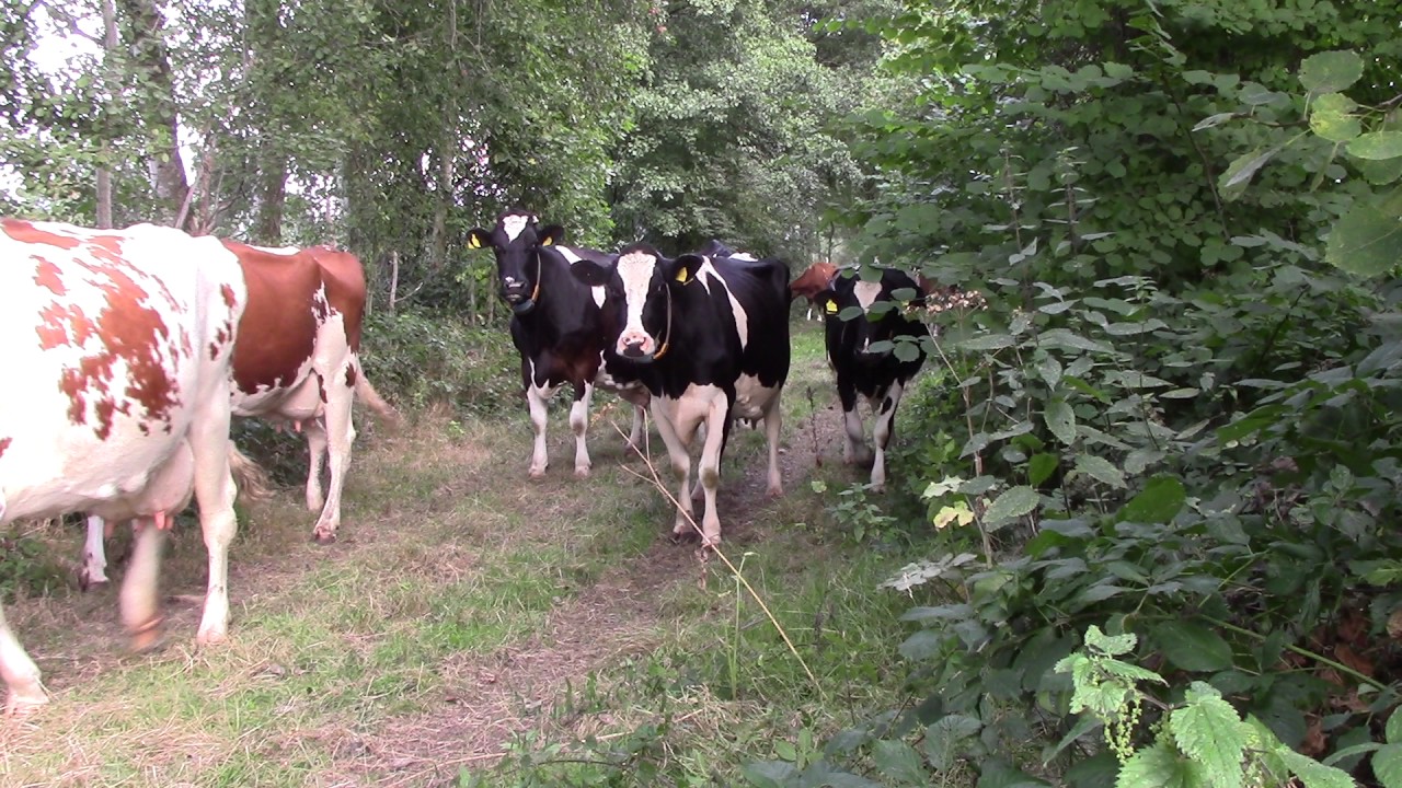 Kühe auf dem täglichen Weg von der Weide zum Stall