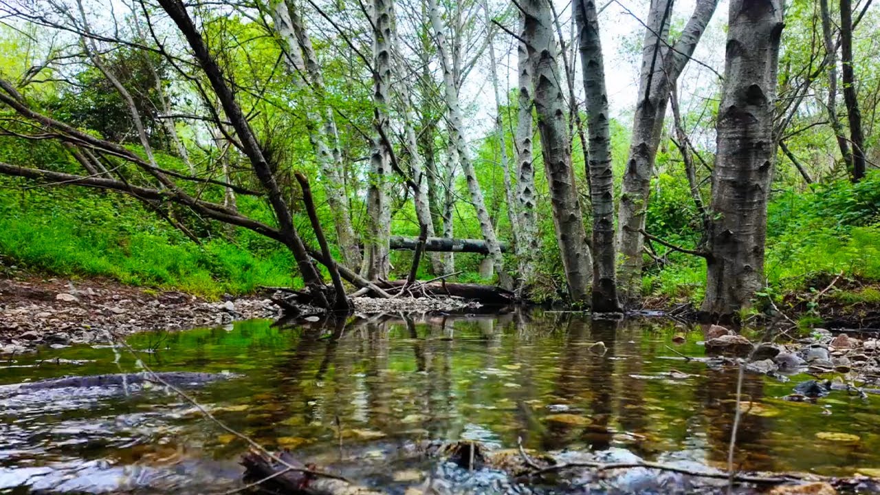 Relaxing Nature Sounds - Soothing Sounds of Water, Birdsong, White Noise, Study, Meditation