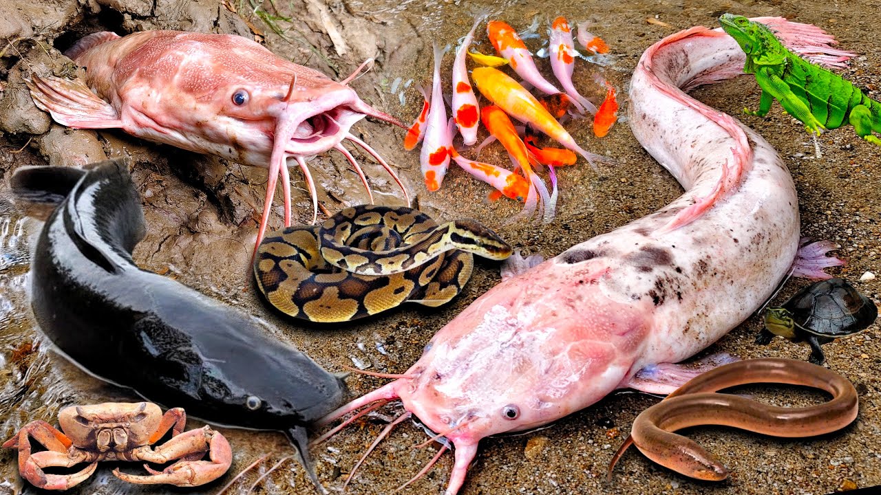 Wow! Menangkap Ikan Lele Albino Dalam Lubang Ada Ikan Gabus, Lele Jumbo, Ular, Ikan Hias, Kepiting