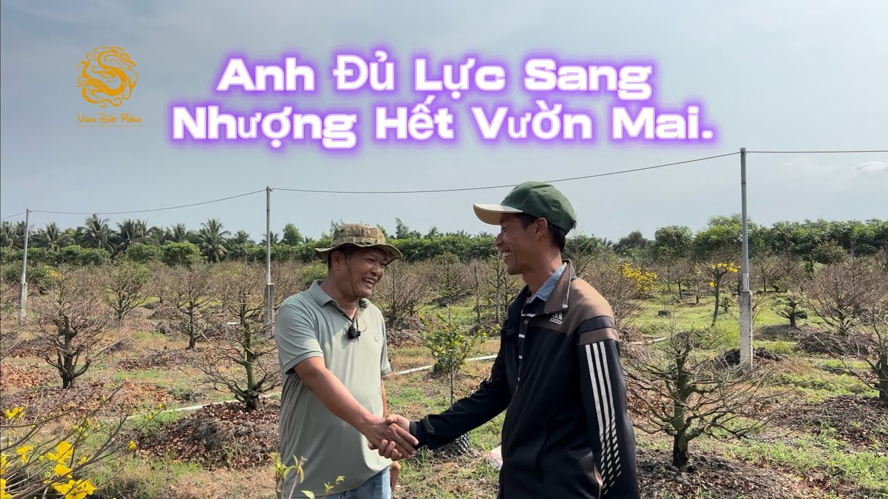 💥Anh Đủ Lực sang nhượng hết vườn MAI sưu tầm bông đẹp ở Làng Mai Vàng Bình Lợi|Vùng Đất Rồng 