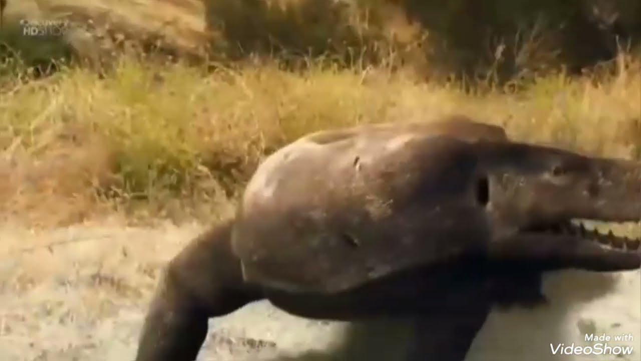Megalania tribute the animal Disturbed