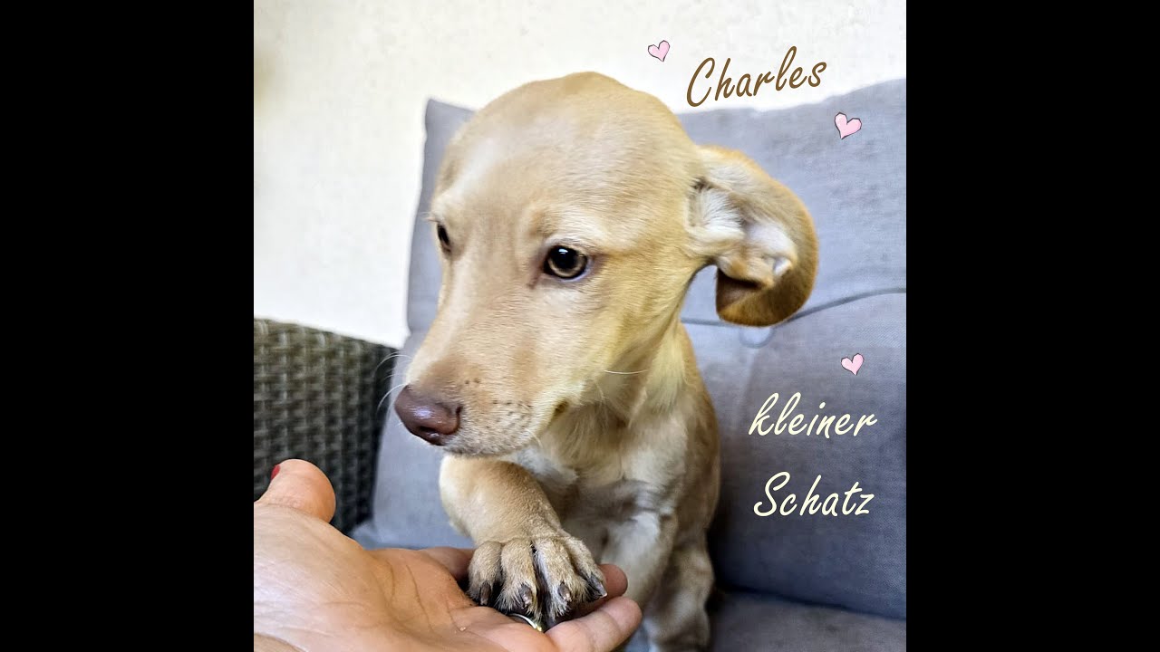 ❤️ Carles hat sein Zuhause gefunden !
