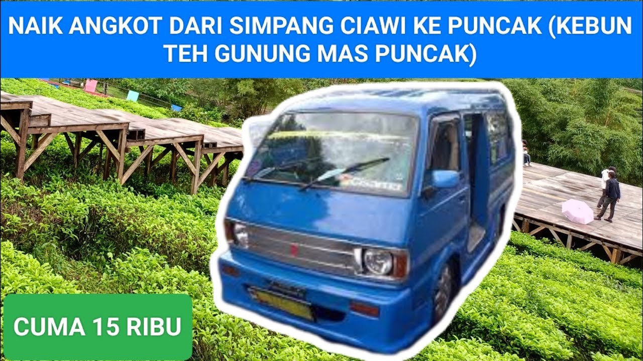 CARA NAIK ANGKOT DARI SIMPANG CIAWI KE PUNCAK (Kebun Teh Gunung Mas) Tarif 15 Ribu  Saja