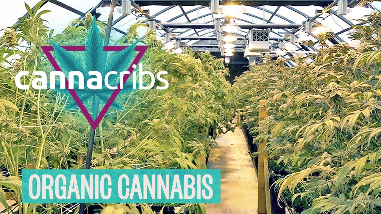 Inside America&rsquo;s Top Organic Cannabis Farm: Oregon&rsquo;s Yerba Buena