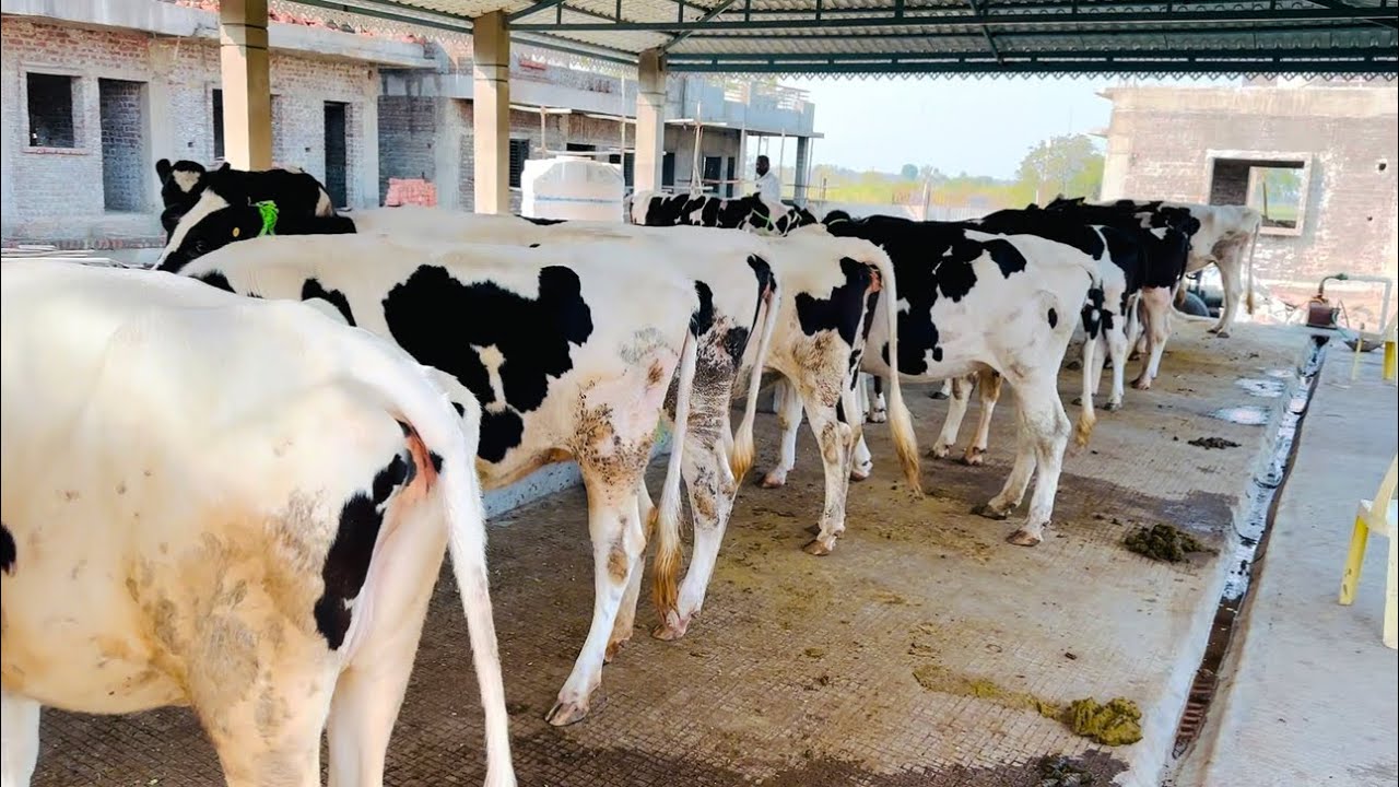 टॉपच्या वीस गाभन कालवडी विक्रीसाठी उपलब्ध.लवकरात लवकर संपर्क करून खरेदीसाठी या आणि खरेदी करा.