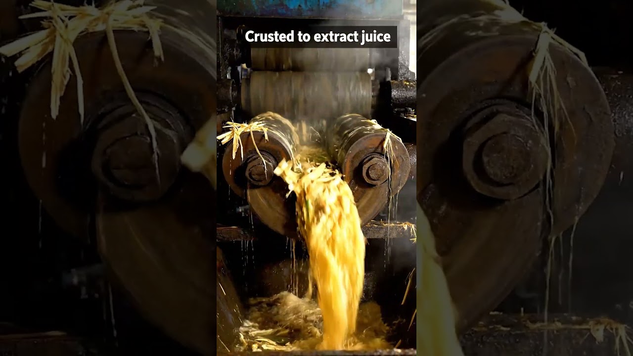 Inside a Sugar Factory: How Sugar Is Made