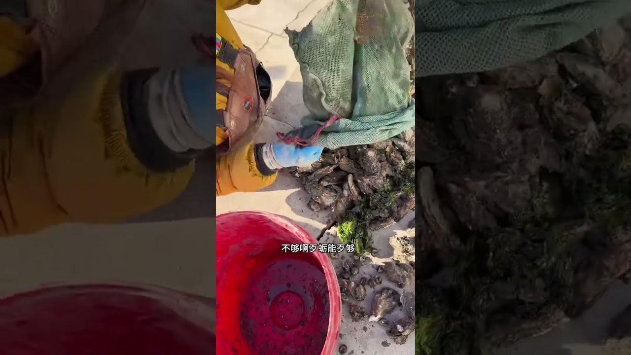 Island Life: Winter Sea Harvest in China