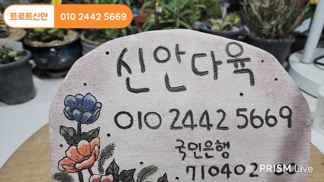 트로트신안 라이브 방송