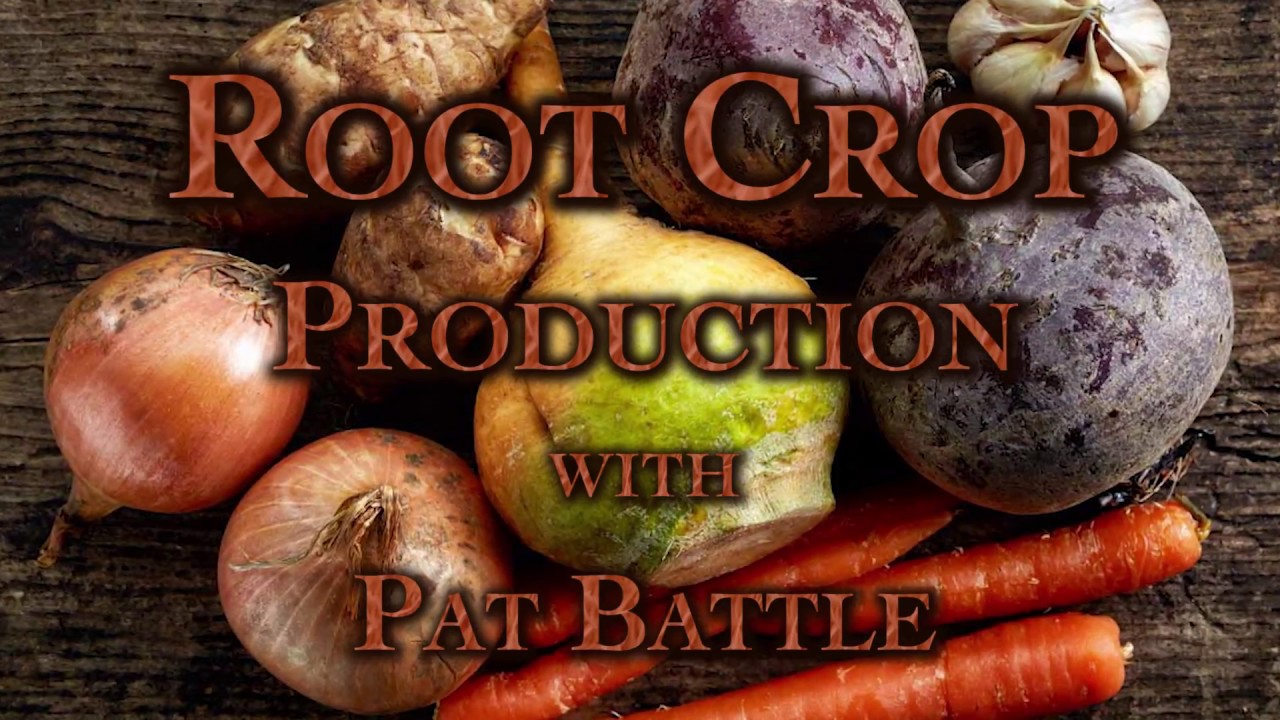 Root Crop Production with Pat Battle