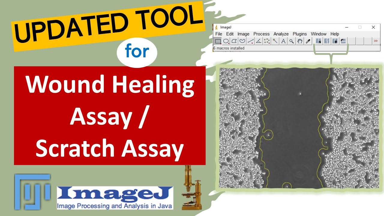Updated tool: Wound Healing Assay | Scratch Assay | Cell Migration Assay