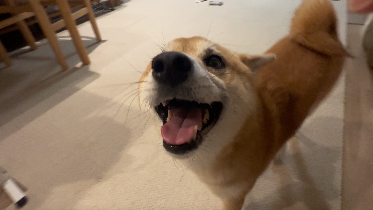 愛犬が楽しそうにしてるそれだけで世界は平和なのだ