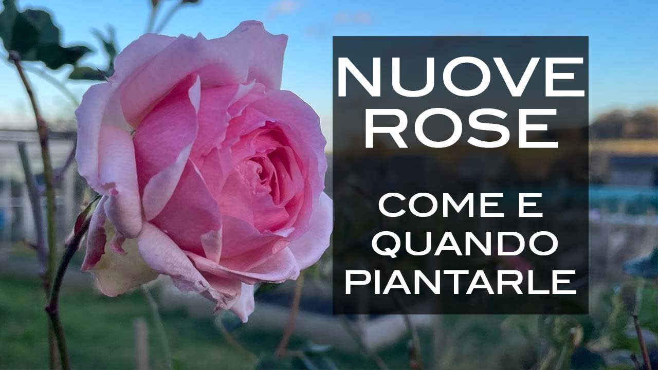 Nuove rose, nuova aiuola! Come piantare le rose a radice nuda