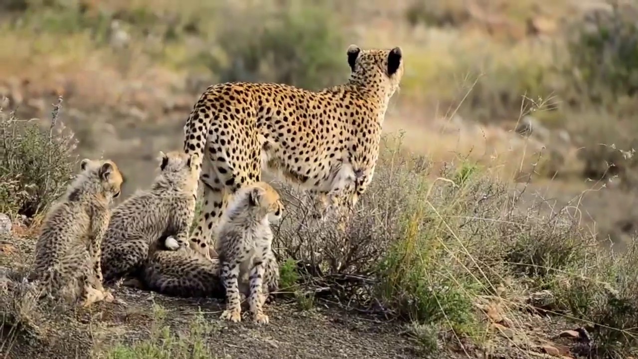 Female cheetah on the hunt