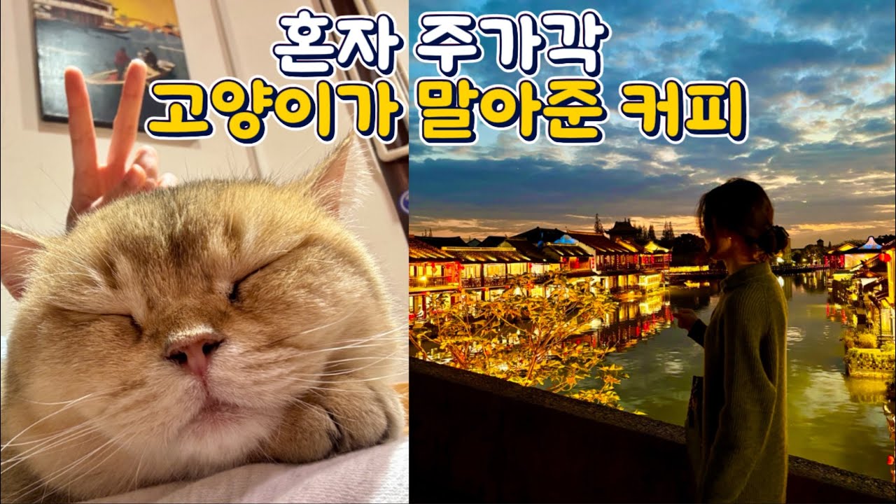 🇨🇳혼자 상하이 주가각 여행｜고양이카페까지는 완벽했다..🐈 #주가각 #주가각여행 #상하이수향마을 #상하이여행 #상하이유학생 #혼자상하이여행 #중국여행 #여자혼자여행 #고양이카페 