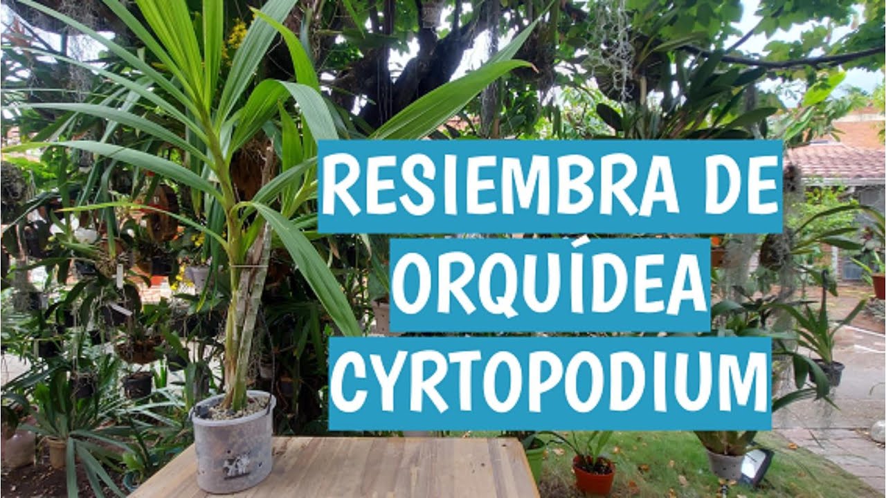 RESIEMBRA DE ORQUÍDEA CYRTOPODIUM