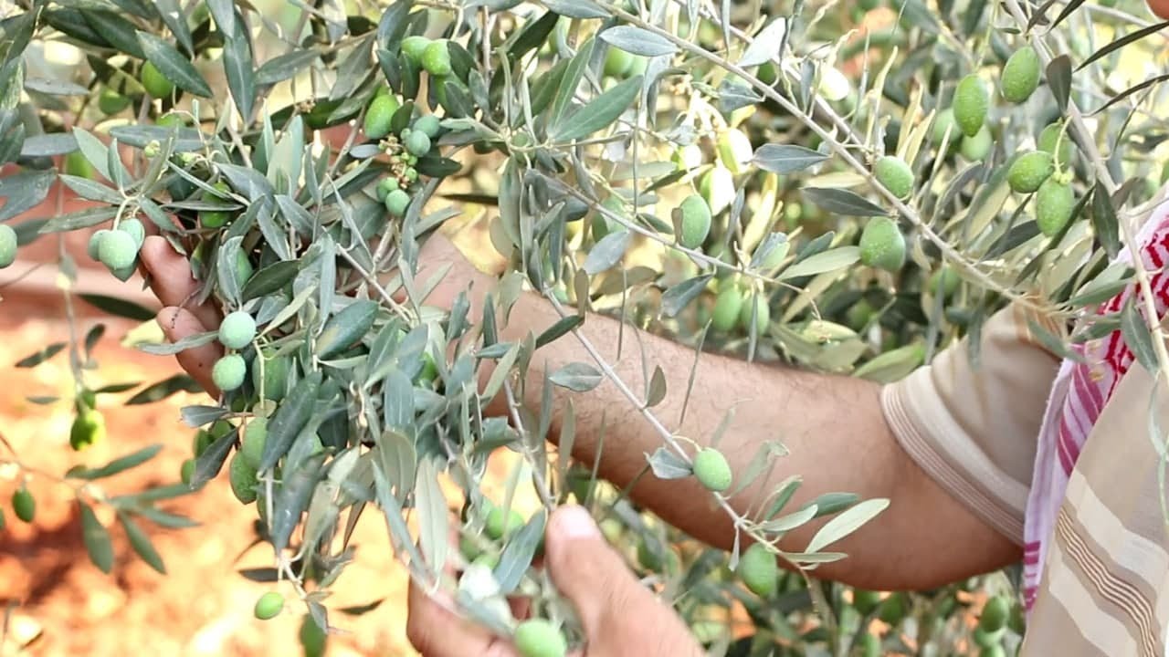 ذبابة الزيتون وطرق مكافحتها