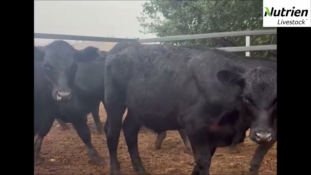 Hazeldean 120 Weaned Angus Steers