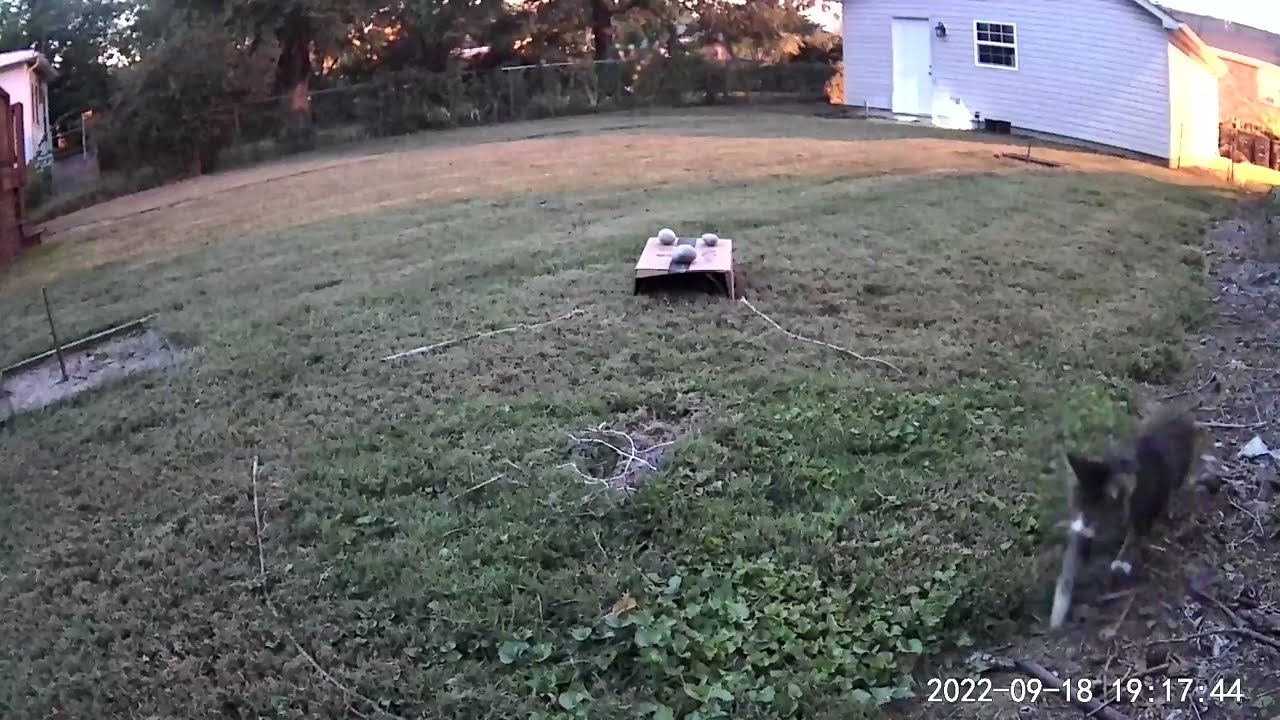 A cat finding the rabbit nest and killing the babies. 9/18/2022