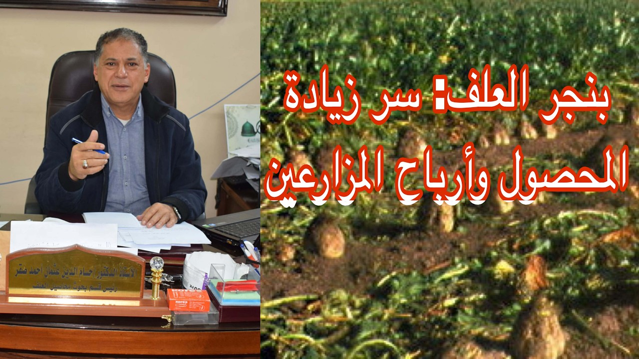 إرشادات لمزارعي بنجر العلف لزيادة الإنتاجية وتحقيق أرباح عالية