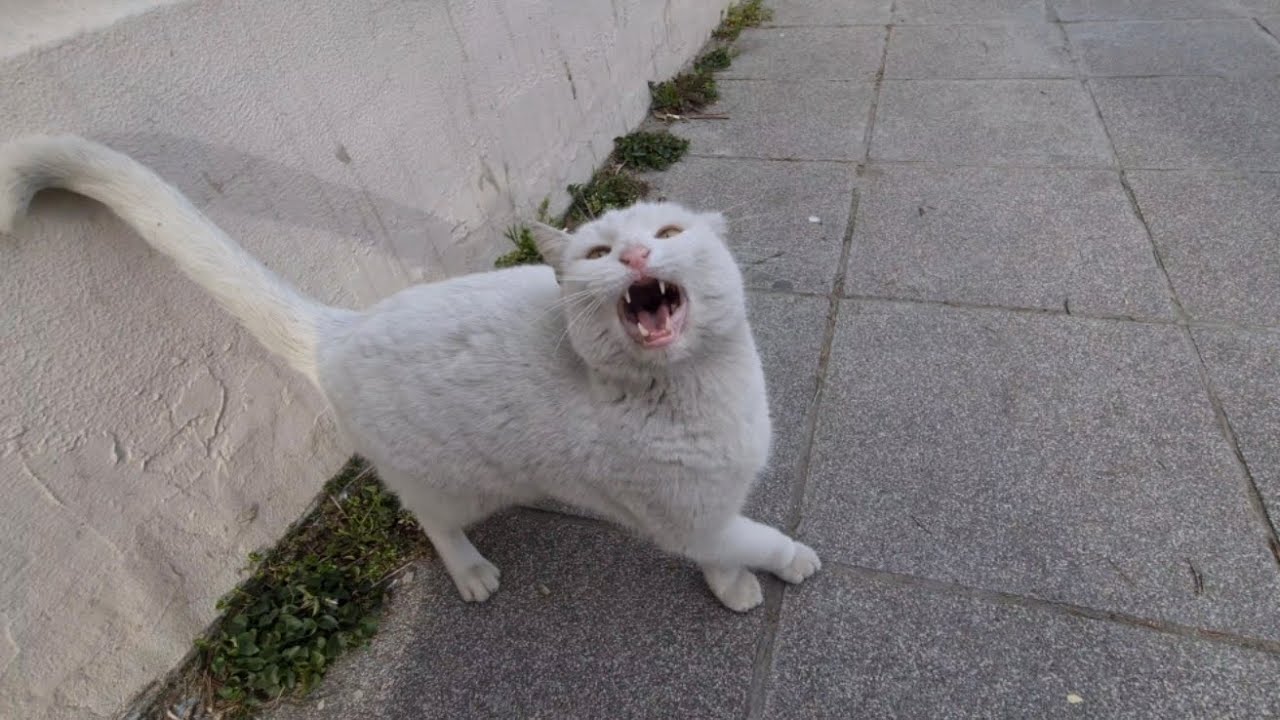The Angry White Cat is Extremely Aggressive Today.