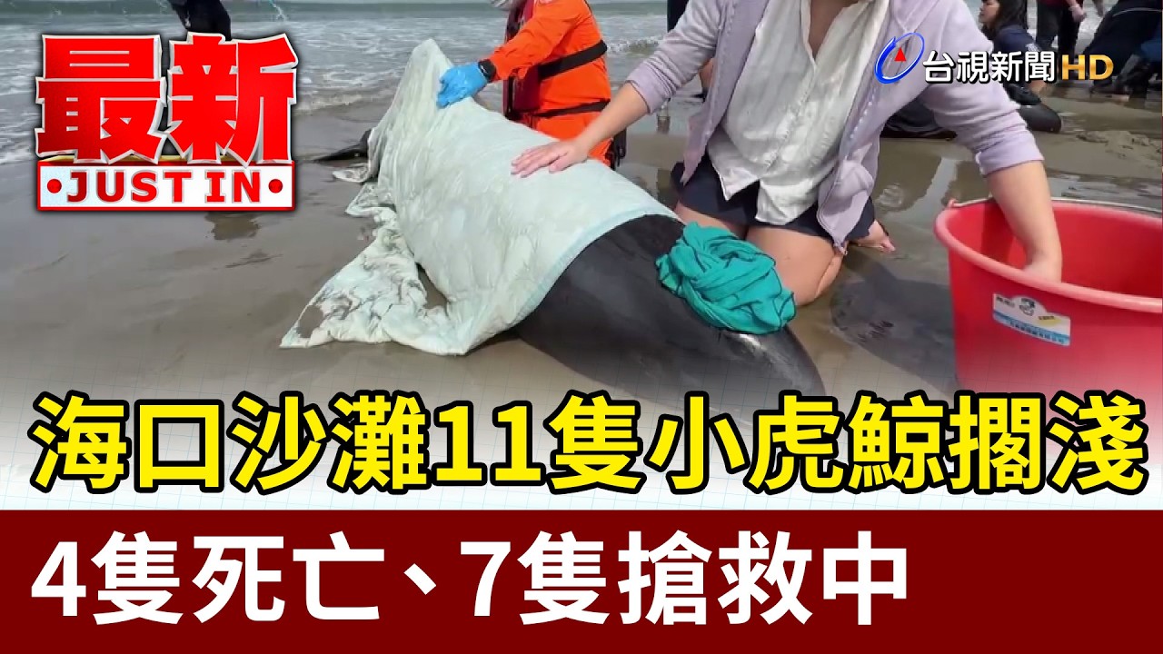 海口沙灘11隻小虎鯨擱淺 4隻死亡、7隻搶救中【最新快訊】