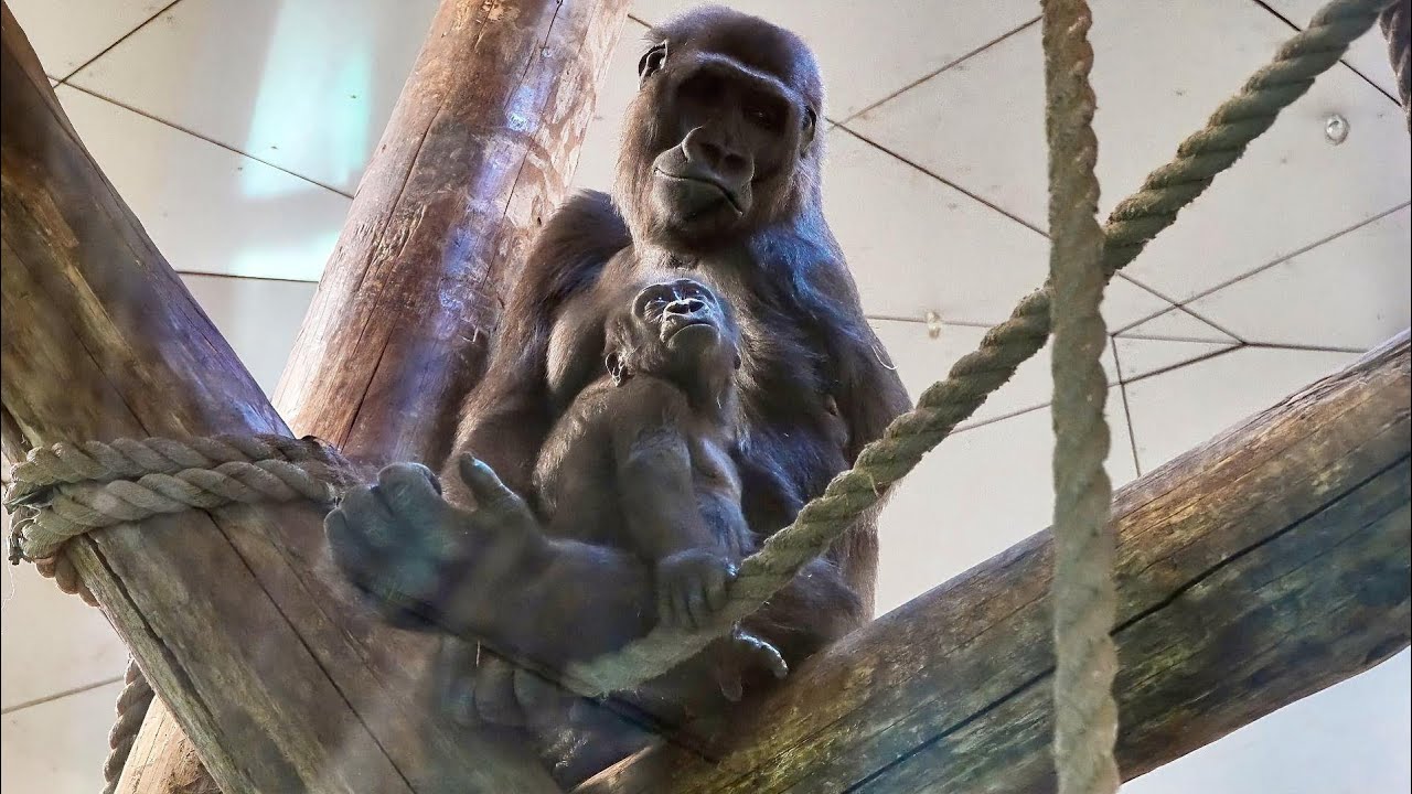 Excited Gorilla Mosi Playing Tag with Silverback