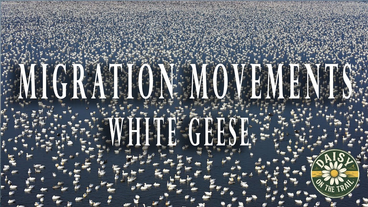 White Geese | Migration Movements