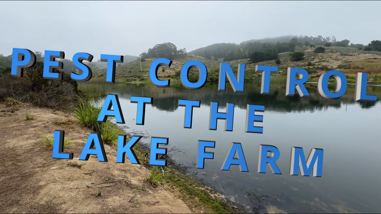 Air-Gun Pest Control at 