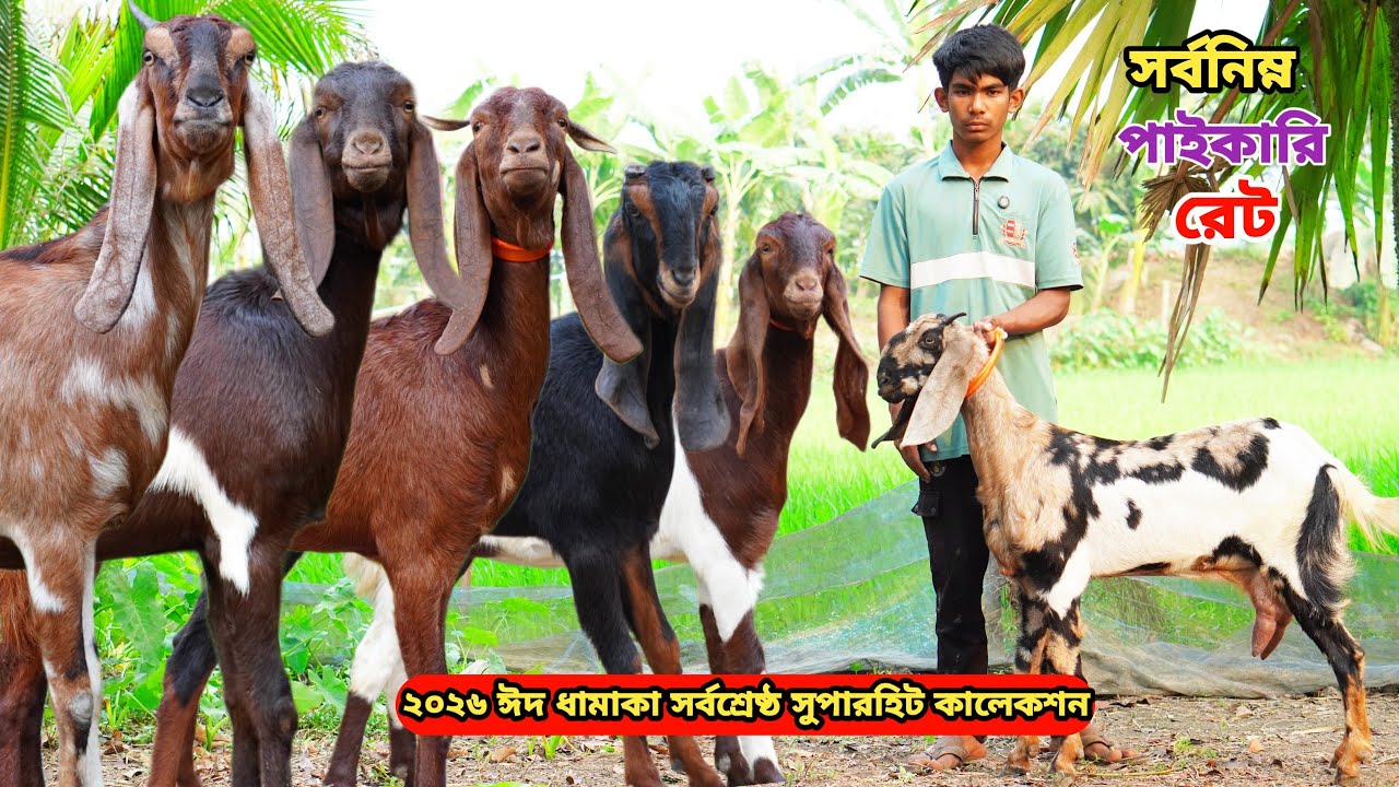 তরুণ উদ্যোক্তা জাহিদ ভাই সবচেয়ে কমরেটে দিবেন। সর্বশ্রেষ্ঠ সুপারহিট তোতাপুরী,হরিয়ানা,শিরোহি ও বিটল।