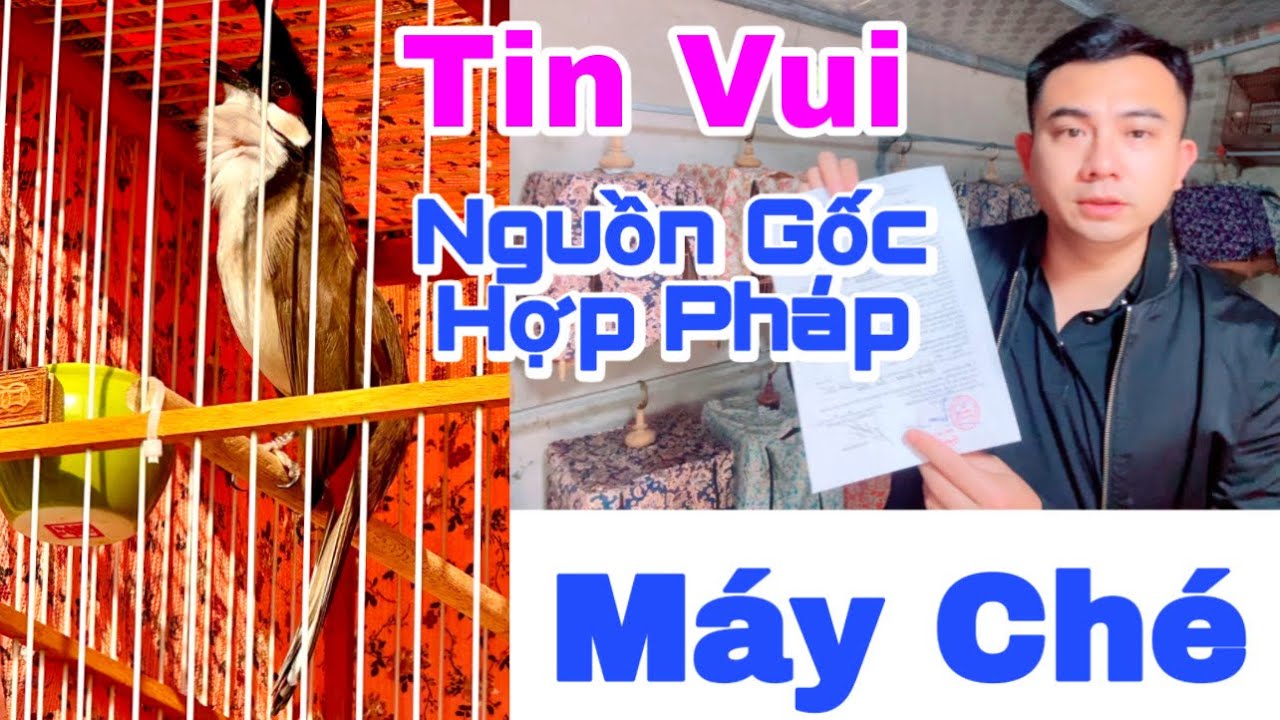 M&Aacute;Y CH&Eacute; ĐẦU XU&Acirc;N | CH&Eacute; N&Aacute;T GI&Agrave;N | C&Aacute;NH RUỒI XO&Egrave; MỀM M&Atilde;N NH&Atilde;N 