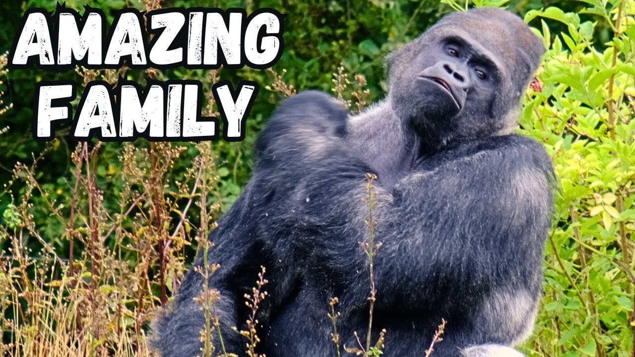 Baby Gorilla Beats Chest Like His Silverback Dad!