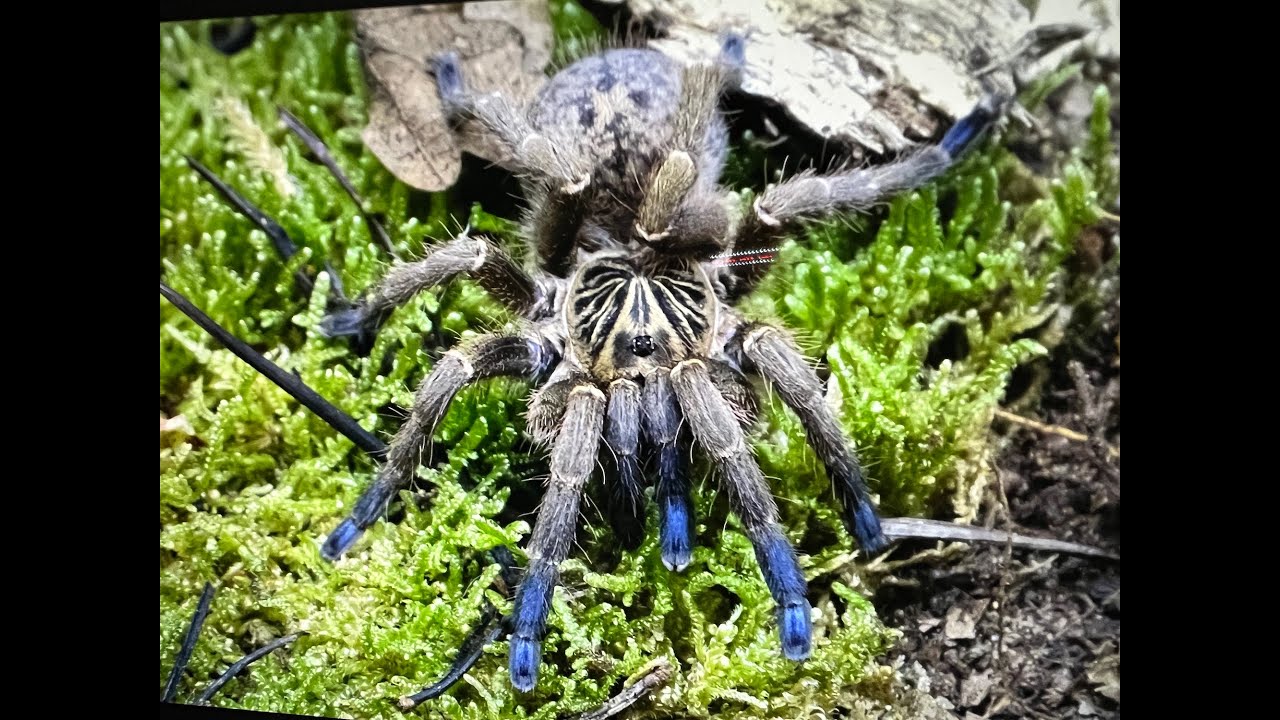 Idiothele mira, Blue Foot Baboon unboxing and rehouse