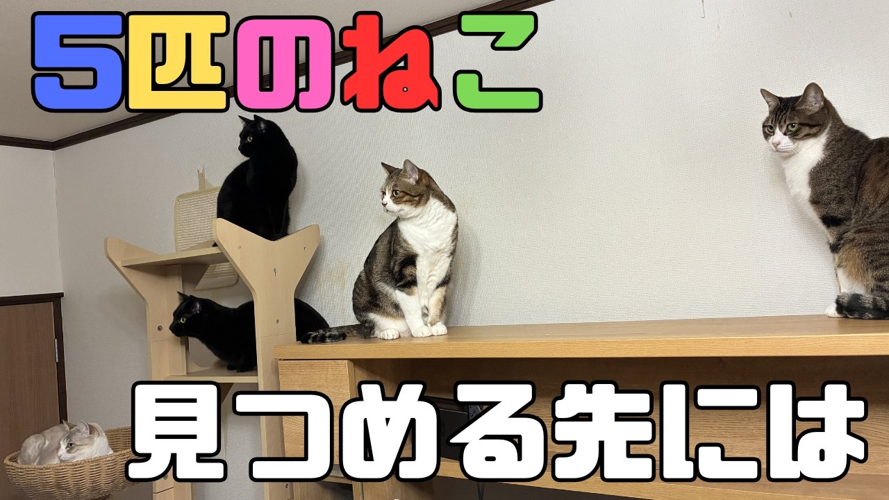 【５匹のねこ】5匹のねこ達が見つめる先には、まさかの〇〇⁉