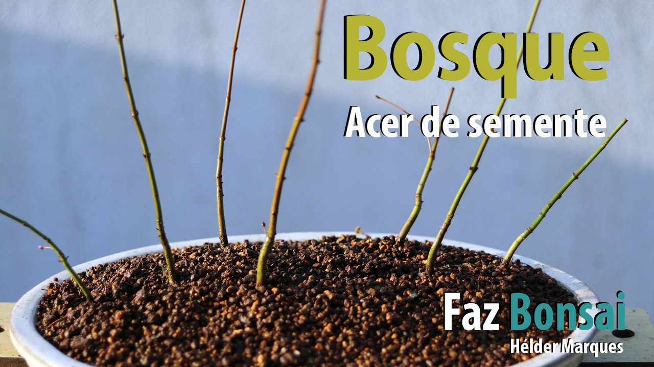 Bosque Acer de semente