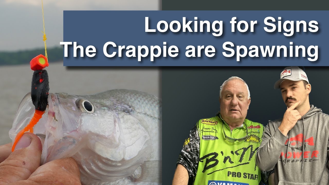 Looking for Signs the Crappie are Spawning
