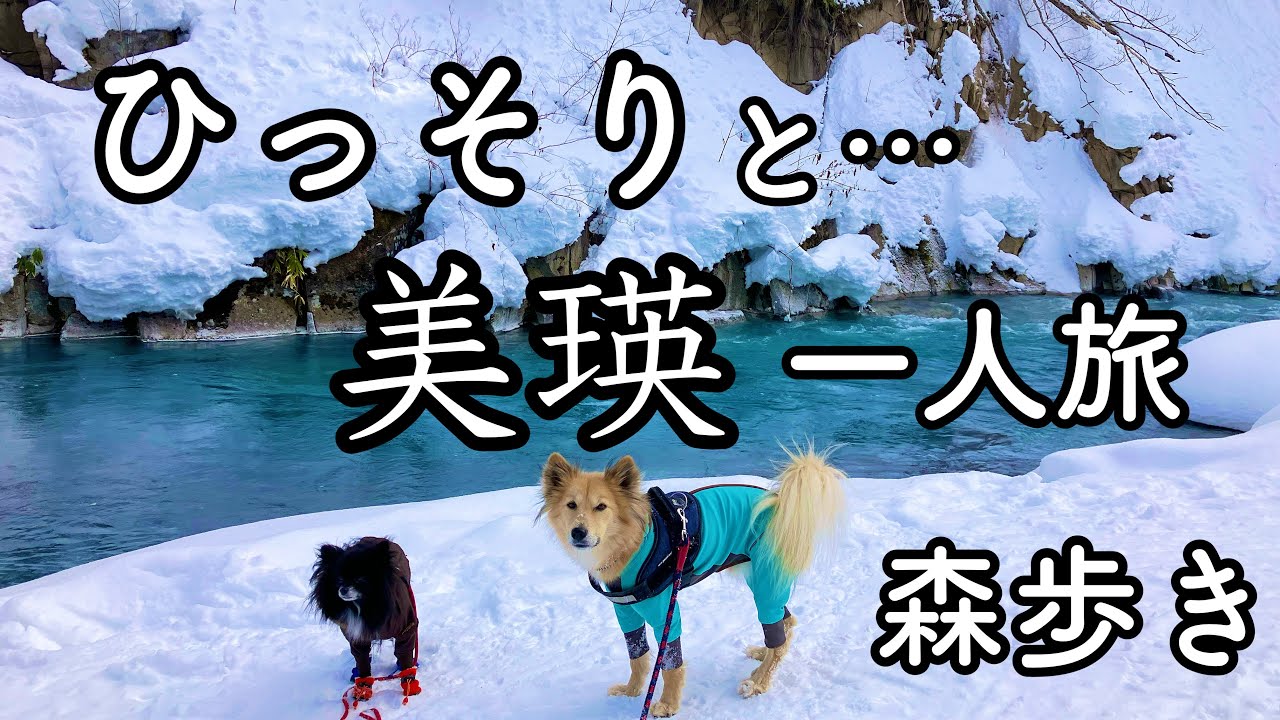 【冬の北海道、犬連れソロ車中泊旅】観光客のいない...美瑛を楽しむ森歩き。美瑛川、通称「ブルーリバー」を見に行くぞ‼︎〜『流氷7泊8日キャンピングカー旅②』