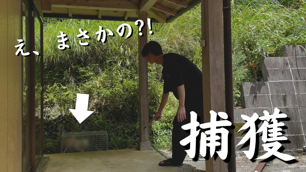 【ガチ捕獲】ついにハクビシンを捕えた！？！？
