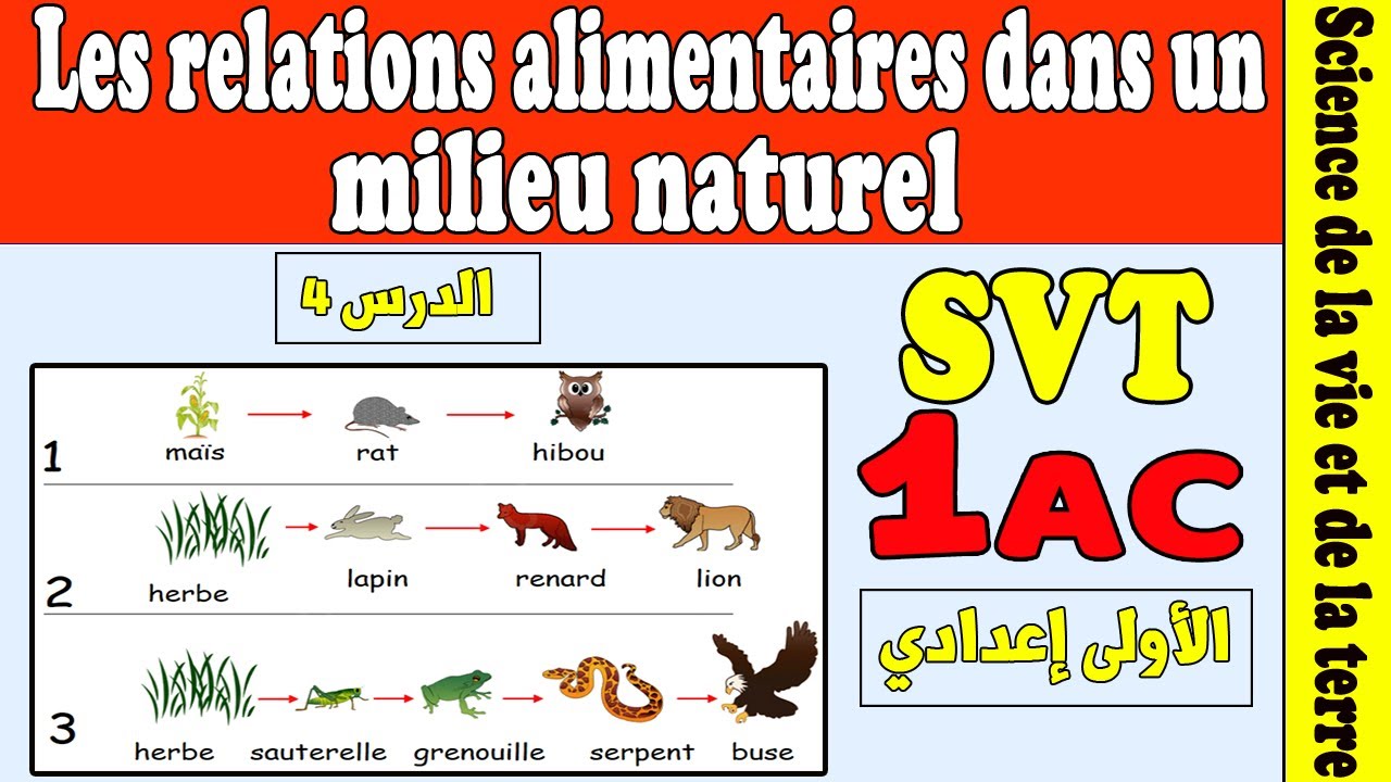 relation alimentaire dans un milieu naturel الأولى إعدادي | درس SVT الأولى إعدادي دولي
