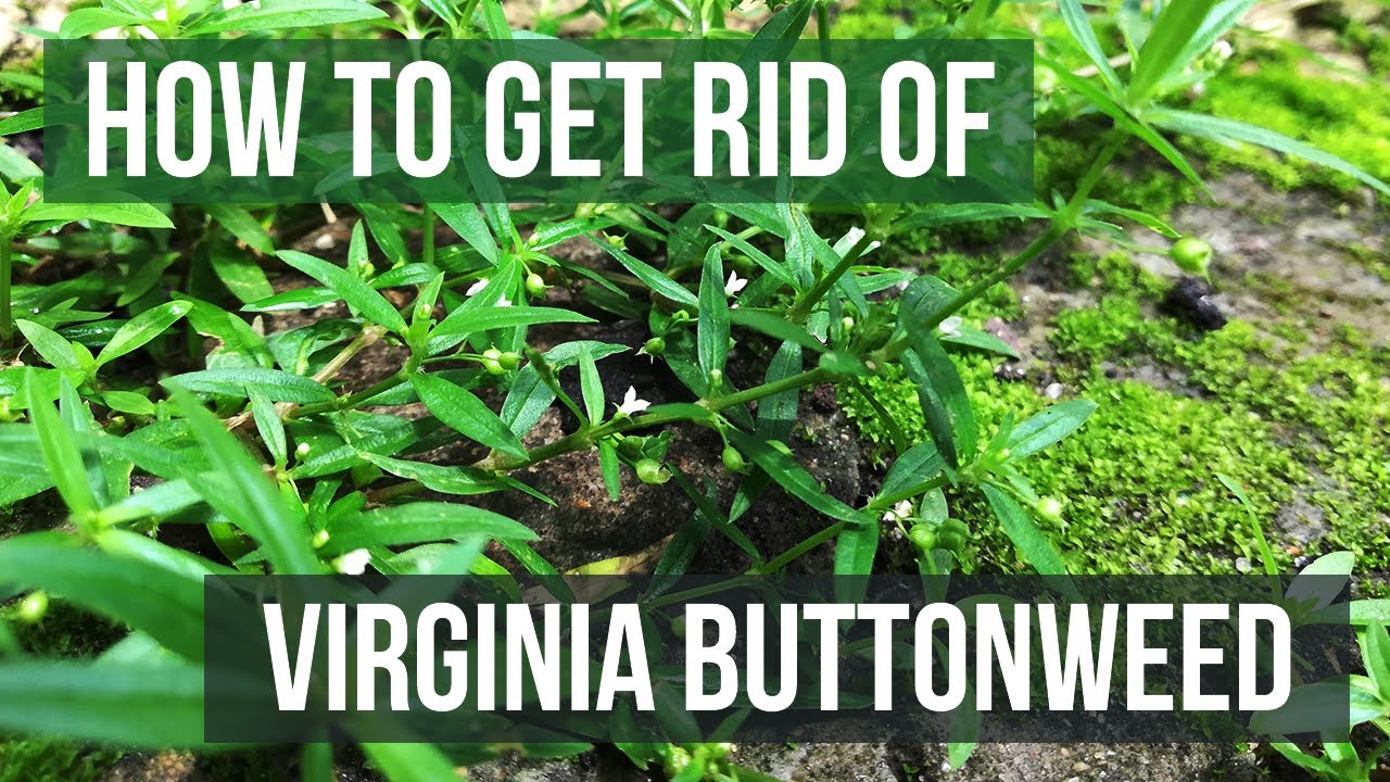 How to Get Rid of Virginia Buttonweed (4 Easy Steps)